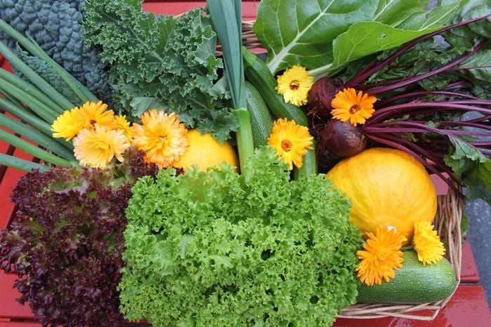 Bildet viser salatblader, et gresskar og blomster